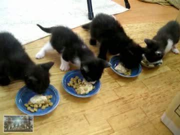 つっぱしる猫2013 進撃の幼稚園