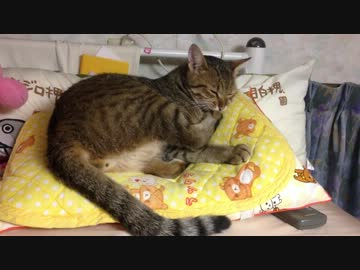 まろんさんはツメが命！！