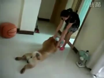 お風呂に入るのがイヤすぎる犬