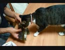 海苔好きな猫