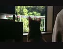 【ねこ日記】なつの成長記録　8月30日【ぬこぬこ動画】