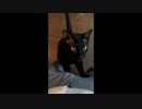 うちの黒猫跳んでみた。