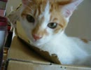 家に子猫がやって来た101～茶々編～