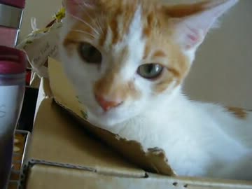 家に子猫がやって来た101～茶々編～