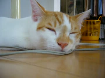 家に子猫がやって来た102～茶々編～