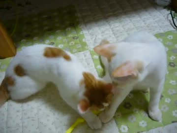 家に子猫がやって来た103～チロルと茶々編～