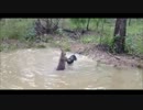 【水陸】カンガルーは水中戦がお得意【両用】