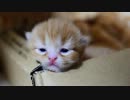 【マンチカン４兄妹】子猫たちの目が開きました