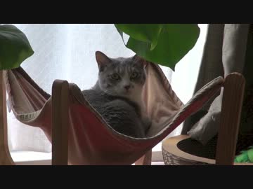 【モアクリ】 ゆれゆれキャッツ