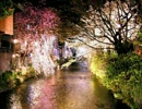 [IA]春恋桜