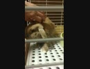 うさぎ