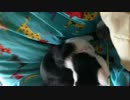 とって来る猫