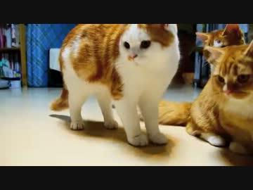 【マンチカン３兄妹】寿司VS猫（Sushi VS cats）