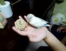 保護したインコを手乗り化中