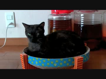 くるねこ大和　20130905　黒梵白梵シマシマズ