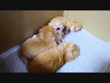 【マンチカン４兄妹】子猫もあくびをうつしあう！？