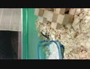 【むーちゅ】もっふもふの登場
