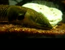 飼育魚紹介　その２　～ポリプテルス・モケレムベンベ～