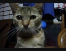 【ぬこ】おねーちゃんとおかーちゃん家族団らん