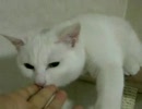 猫と2人暮らし（2008/1/30)