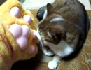 【ぬこ】　ヌコミュニケーション