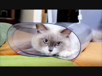 テーブルとかにしくビニールのやつにつつまれて眠る...猫