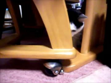 鈴が大好きな猫
