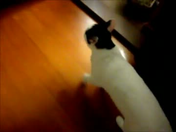 追いかけっこで大はしゃぎする猫