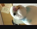 IMG_3269.MOV