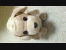 IMG_5544[1].MOV