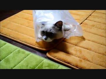 ながいビニールぶくろをてにいれた