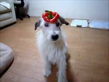 キャベツを食べる犬
