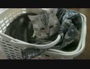 ぬこをひろってきました・番外編11