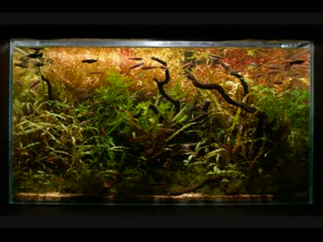 【2013】世界水草レイアウトコンテストに挑戦するぞ！【PART３】