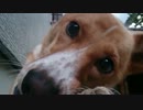 愛犬ナナと暮らしましょう（1年と152日目）