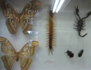 【グロ注意】Ｇの映像有り　カブトムシが触れる板橋区立昆虫公園