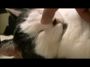 ちゃとらとはちわれ　2013元気に里親募集中