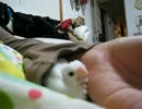 【文鳥】袖の中でくつろぐチピちゃん
