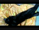ばくすいながと【蒼民家の猫々】