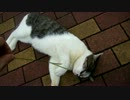 モフれと命じる猫に猫じゃらしで応えたところお怒りのようです