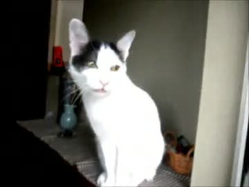 お留守番だった猫