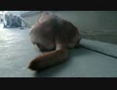 愛犬ナナと暮らしましょう（1年と153日目）