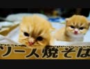 【マンチカン４兄妹】猫っぽくなってきました