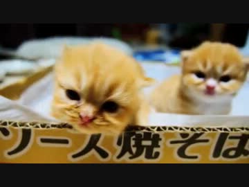 【マンチカン４兄妹】猫っぽくなってきました