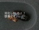 【クワガタ】大王様の成長記録