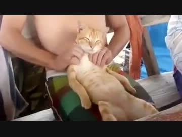 揉まれちゃってとろけた猫さん