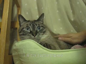 ジャンくんと何でもありの関係を作りたい　目標は頭ナデナデ