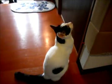 戸を開けてとうったえる猫