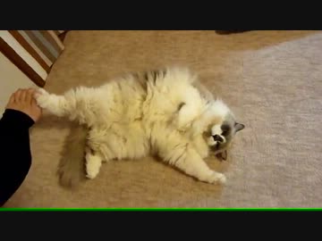 【レオ★ララ】 出かける前わざとゴロンする猫