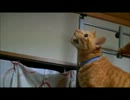 虫を発見したぬこ